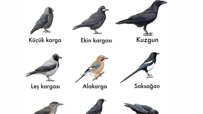 Bu kadar karga çeşidi olduğunu biliyor muydunuz?