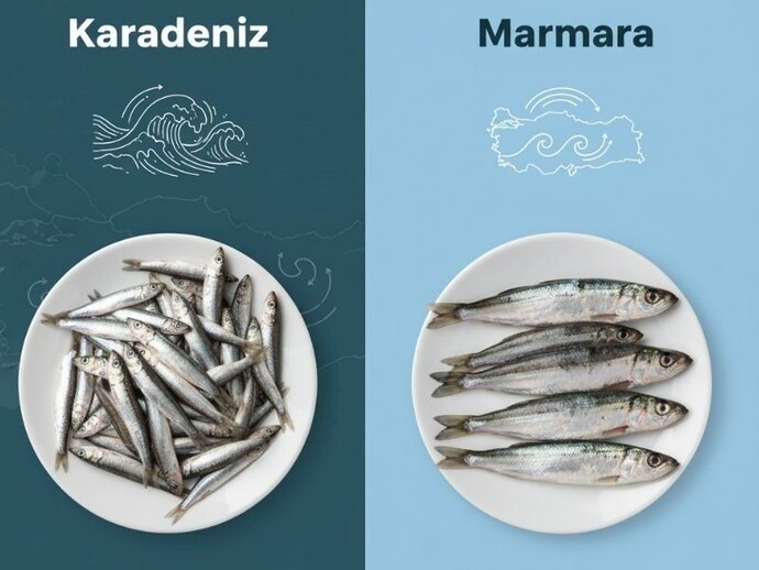 Hangi hamsi daha tatlı olur sizce?
