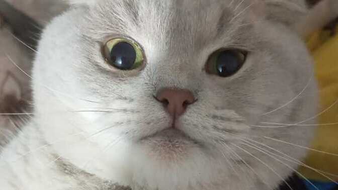Kedimin suratı nasıl?