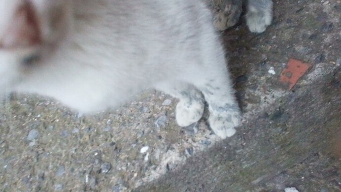İki Yavru Sokak Kedisinin Üzerine Çimento Yapışmış. Ne Yapmalıyım?