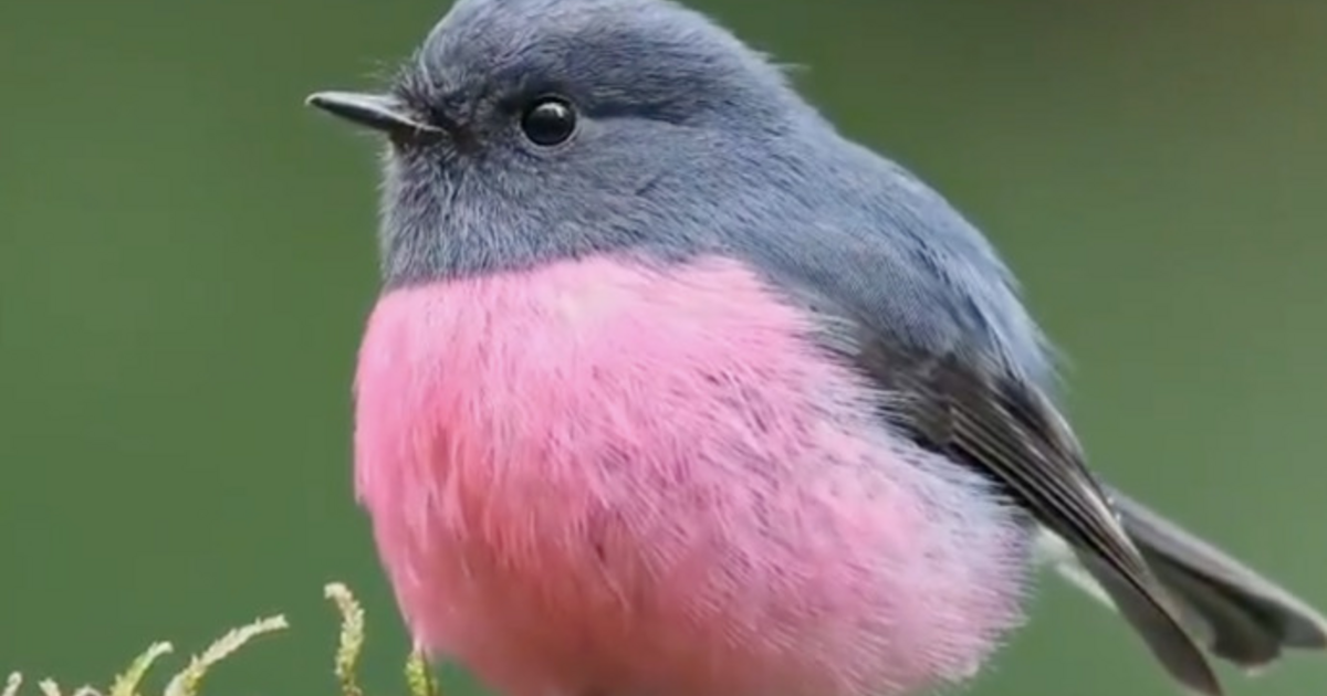 Sevgilim beni aradı pembe kuş gördüğünü söyledi. Nereden pembe kuş ...