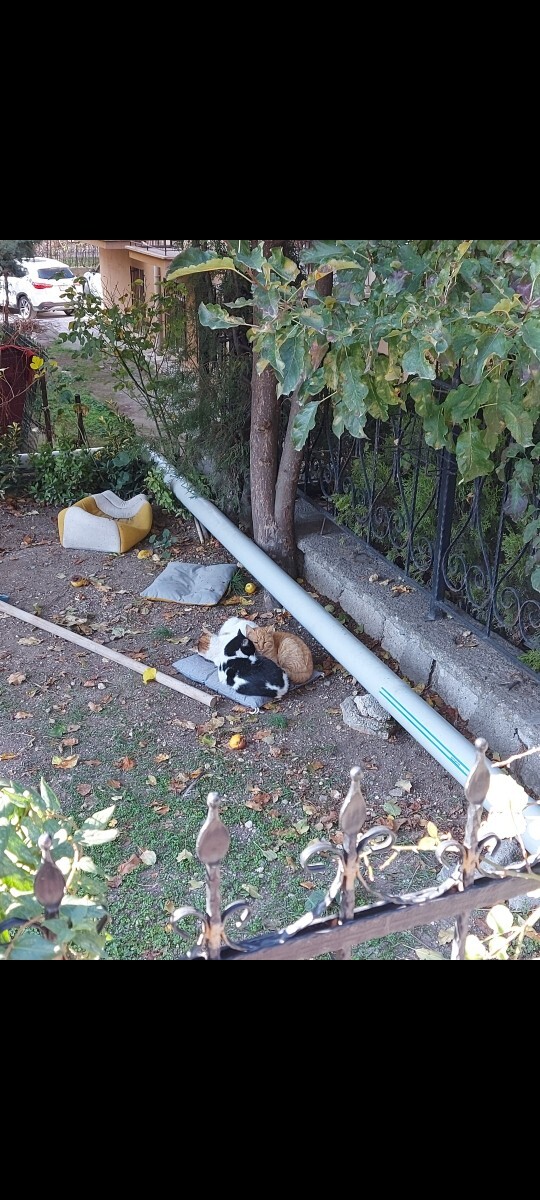 En sevdiğiniz kedi türü hangisi?