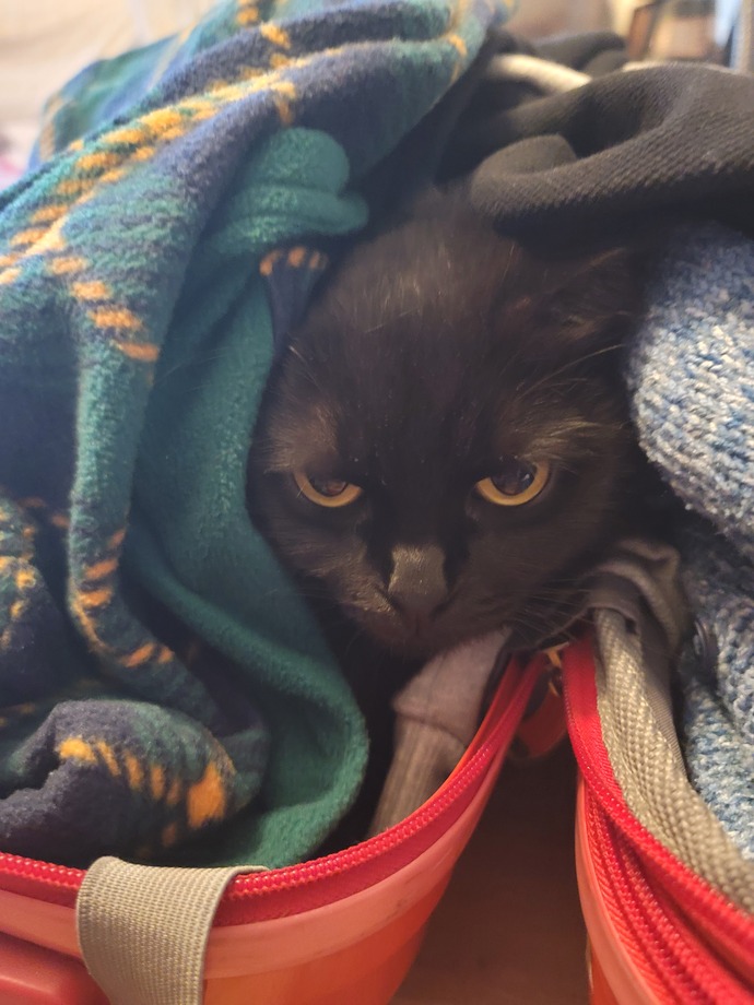 En sevdiğiniz kedi türü hangisi?