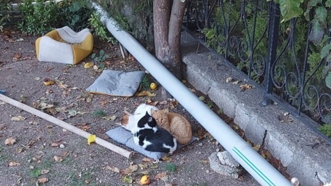 En sevdiğiniz kedi türü hangisi?