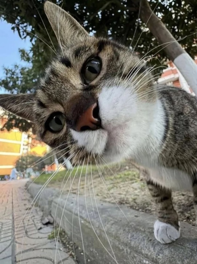 Bu kedi benim sütlaç gibi neden şaşkın şaşkın kameraya bakıyor?