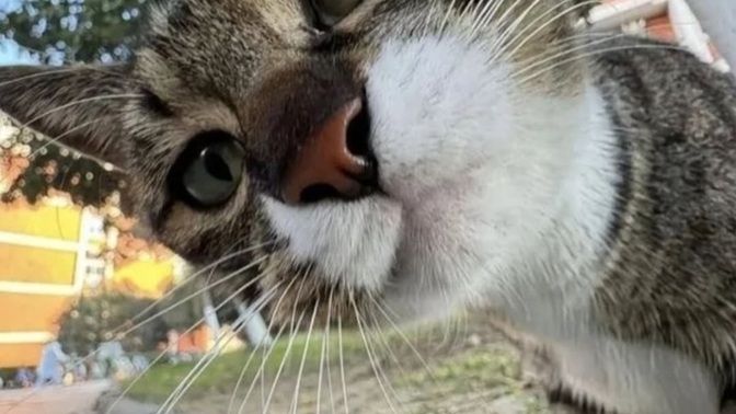 Bu kedi benim sütlaç gibi neden şaşkın şaşkın kameraya bakıyor?