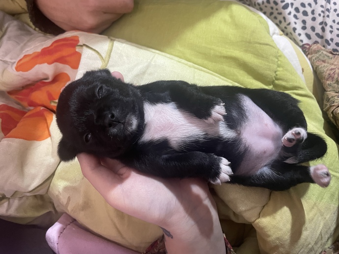 Köpeğimin ismini ne koymalıyım?