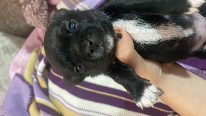 Köpeğimin ismini ne koymalıyım?