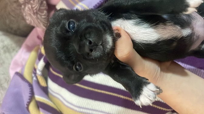 Köpeğimin ismini ne koymalıyım?