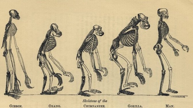 Evrim teorisi 🧬🔬 sizce doğru mu?