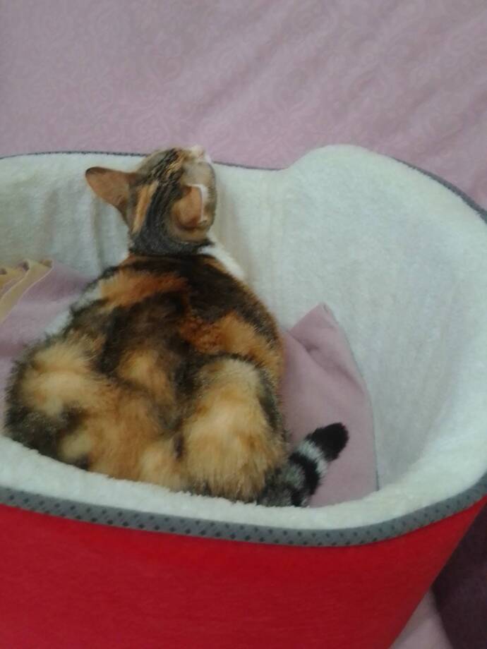 Kedim hem kalp hastası hem de kansızlık var bu şekilde uyuyor bu normal mi?