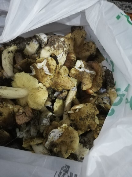 Mantar toplamayı sever misiniz? Sarı renkte olanlar yenir mi?