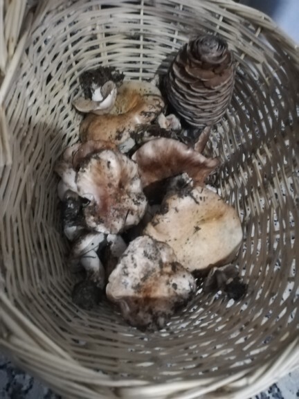 Mantar toplamayı sever misiniz? Sarı renkte olanlar yenir mi?