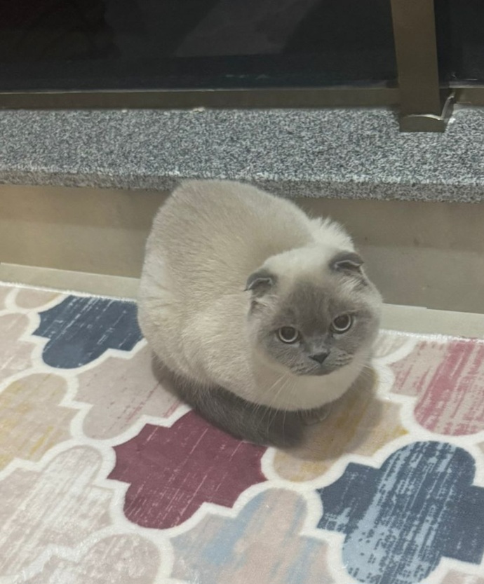 Kedi aldım korkutuyor beni zamanla alışır mı?