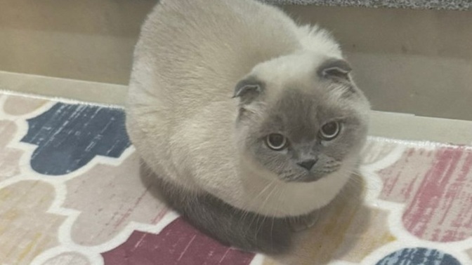 Kedi aldım korkutuyor beni zamanla alışır mı?