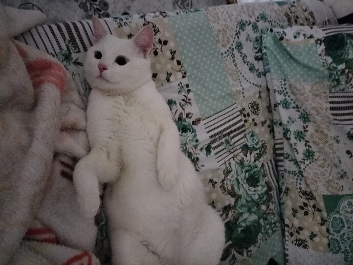 Pamuk oturmuş diyor bunlar napıyor?