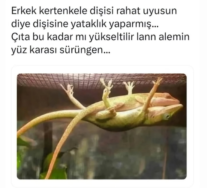 Şöyle bir kertenkele bize de denk gelir mi acaba 😍🦎🦎?