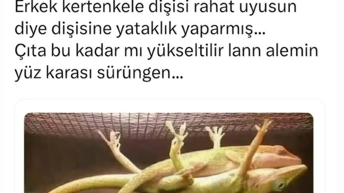 Şöyle bir kertenkele bize de denk gelir mi acaba 😍🦎🦎?