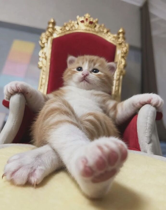 Ünlüymüşüm gibi yorum yapar mısınız, ölmeden o hissi yaşayayım 😃?