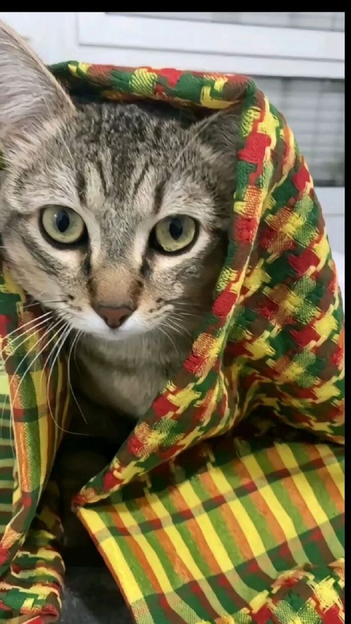 Yeni kedi aldım ismi ne olmalı?