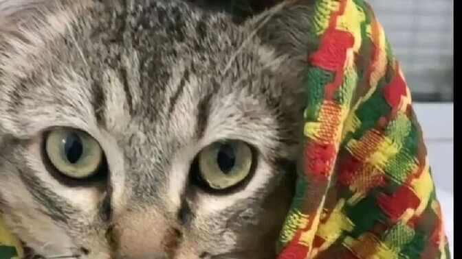 Yeni kedi aldım ismi ne olmalı?