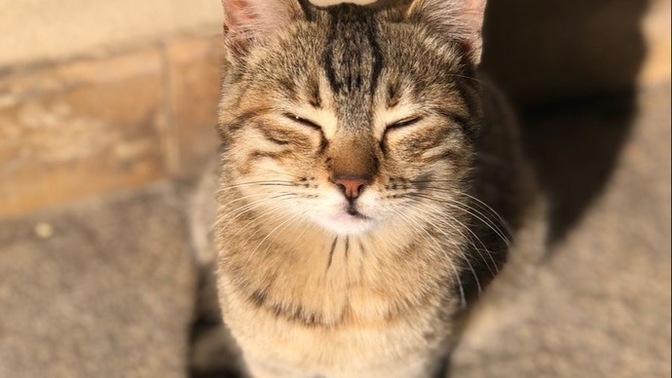 Hayvan sevmeyen (eve hayvan sokmayan) biriyle birlikte olur musunuz?