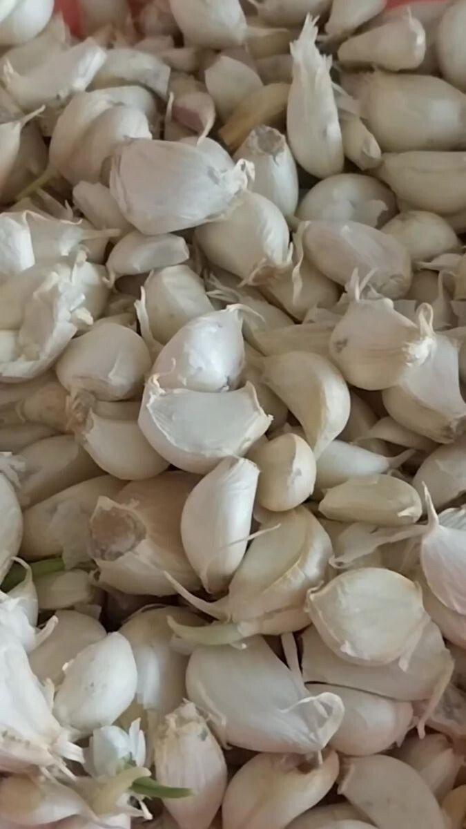 Sarımsağı soymanın kolay yolu var mı yoksa enayi gibi tek tek mi soycaz?