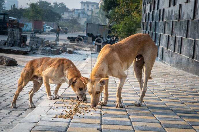 İstanbulda sokak köpeklerini beslemek yasaklandı! Alınan kararı nasıl buldunuz?