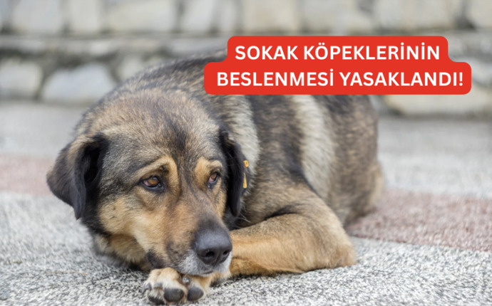 İstanbul’da sokak köpeklerini besleme yasağı hakkında ne düşünüyorsunuz?