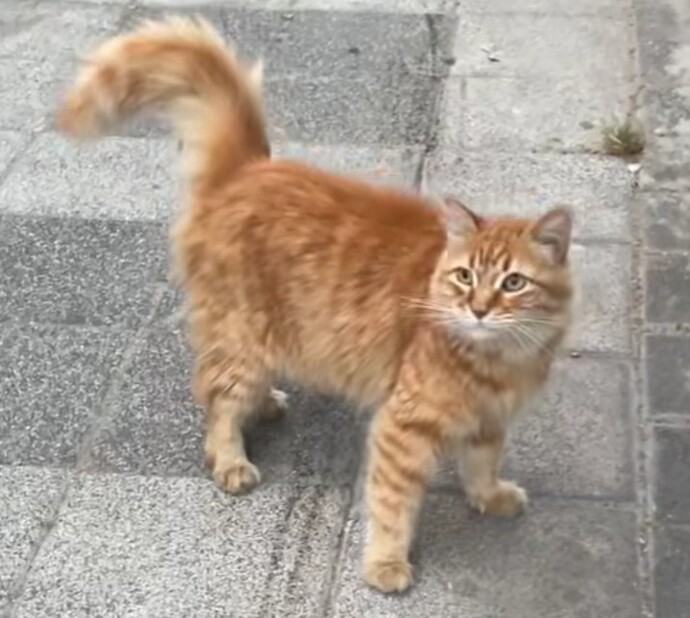 Erkekler kediye benzetilmekten hoşlanmıyor mu?