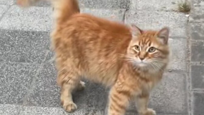 Erkekler kediye benzetilmekten hoşlanmıyor mu?