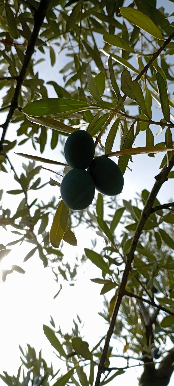 Zeytin topladım. Bu arkadaşlarda göz kırptı.