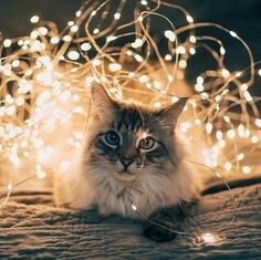 Kedi sevmeyen insan, sevilir mi?