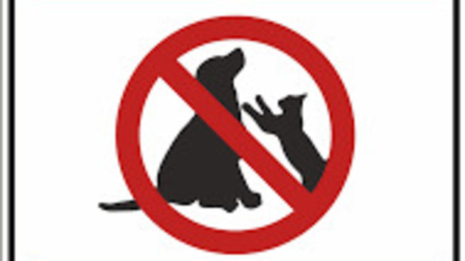 Sokakta kedi köpek beslemek gerçekten yasaklandı mı?