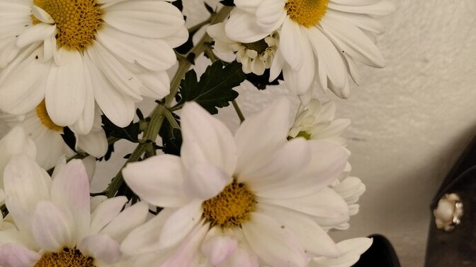 Erkek ruhuna iyi gelen çiçek hangisiydi 🌸🌼🌻🌺🌹🥀?