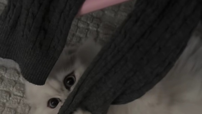 Kedin evde en çok hangi eşyanı çalıp saklıyor?