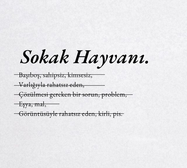 Siz bu sokak hayvanları besleme yasağı hakkında ne düşünüyorsunuz?