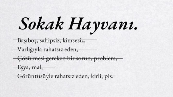 Siz bu sokak hayvanları besleme yasağı hakkında ne düşünüyorsunuz?