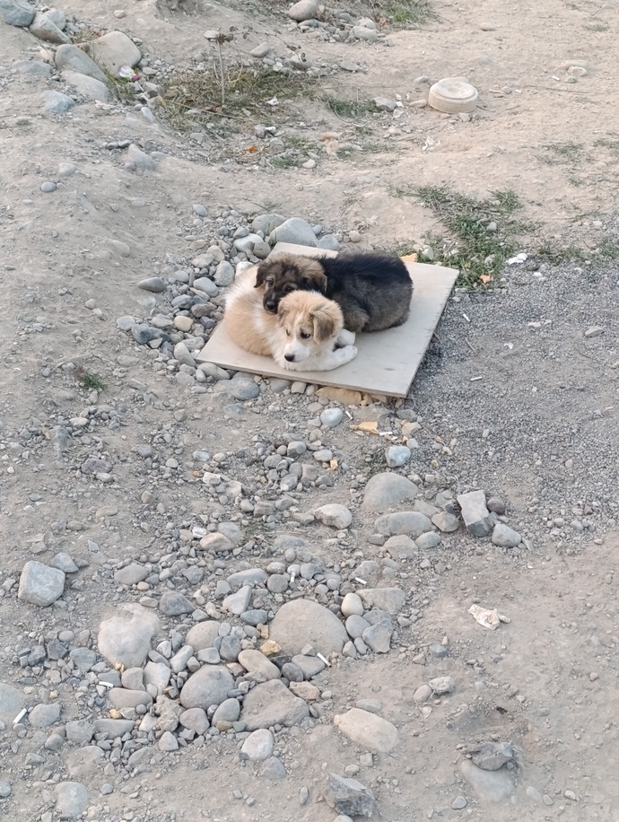 Köpekleri severmisiniz?