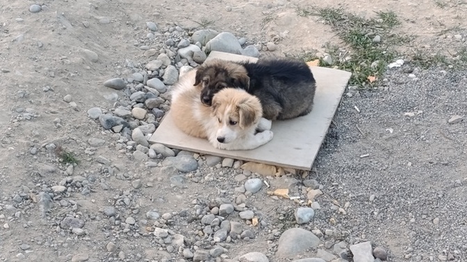 Köpekleri severmisiniz?