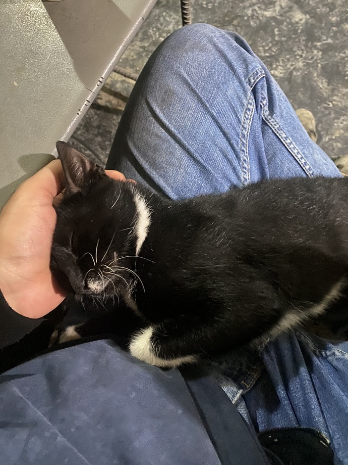 Sizinde kucağınızda uyumayı seven partili dostlarınız var mı?