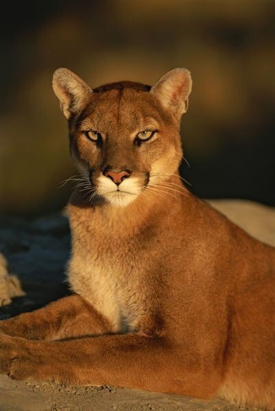 Kurt mu puma mı  bu ikisinden birini beslemek zorunda olsaydınız hangisini seçerdiniz?