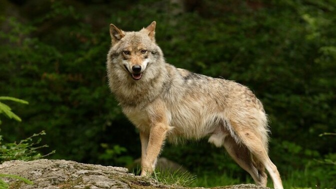 ' Kurt mu puma mı' bu ikisinden birini beslemek zorunda olsaydınız hangisini seçerdiniz?