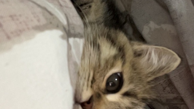 Bu kediye süt verilir mi?