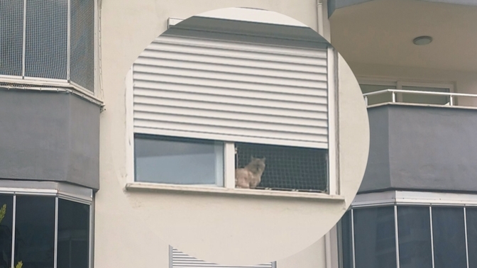 Elalemin kedisine köpeğine salça oluyor musunuz?