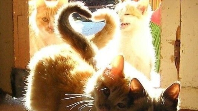 Hayatınızın aşkıyla nerede tanışacağınızı tahmin edeyim mi?