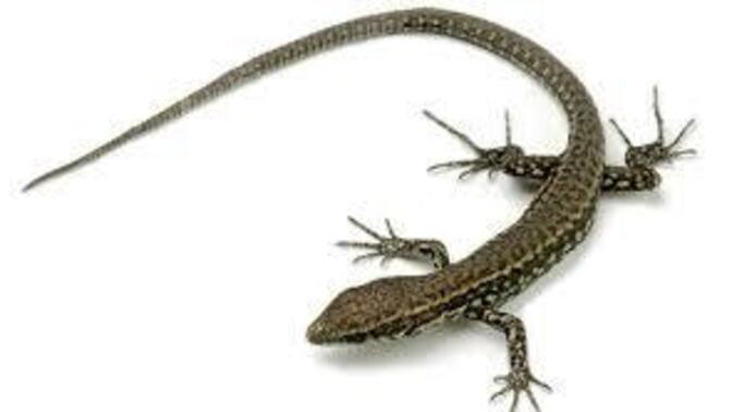 Arabanızda süs eşyası seviyormusunuz?