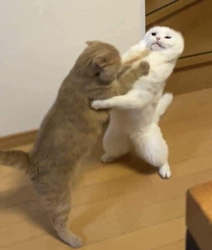 Köyde bir kedi bana göz dikmiş ne yapmalıyım?