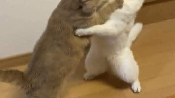Köyde bir kedi bana göz dikmiş ne yapmalıyım?