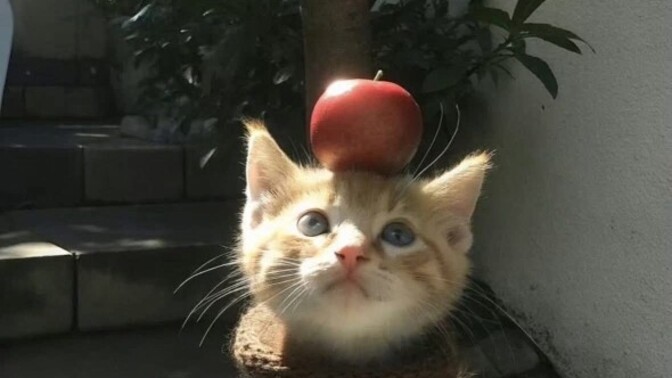 Beğenmediğiniz hediyeyi nasıl değerlendiriyorsunuz?